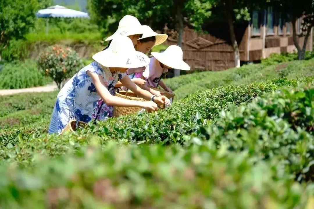 秋天也能采茶？上海这家亲子活动火出圈！,亲子活动,上海亲子活动